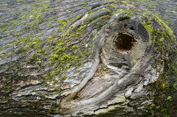 Bark of Oak (Quercus)