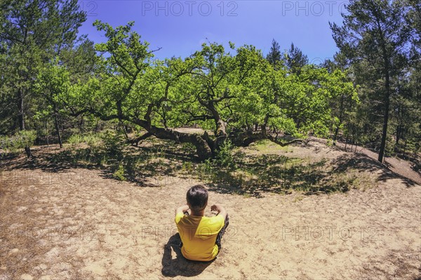 Ukraine, Dnepropetrovsk region, Novomoskovsk district, Man sitting on sand in front of Oak (Quercus) tree