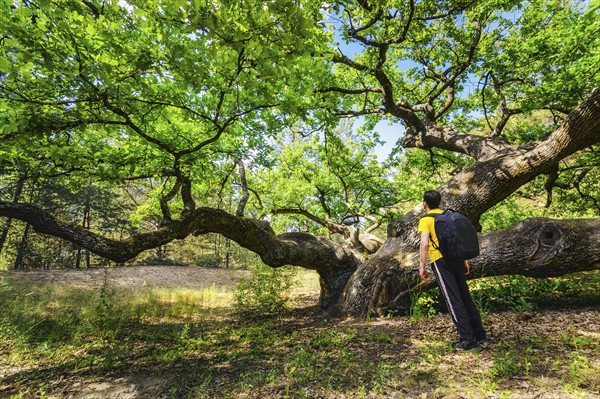 Ukraine, Dnepropetrovsk region, Novomoskovsk district, Man standing next to Oak (Quercus) tree