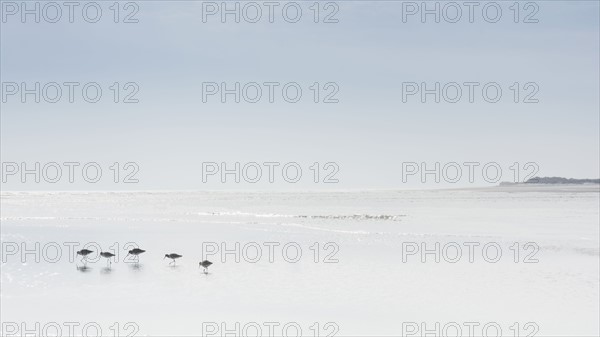 Birds walking on beach