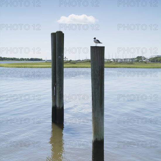 USA, North Carolina, Southport, Bird sitting on wooden post