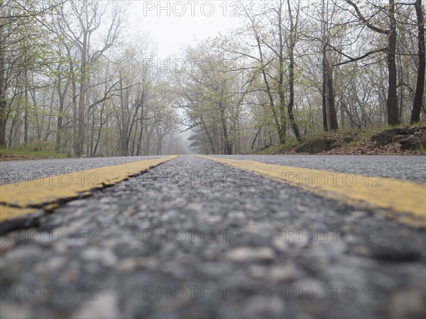 Empty road in forest