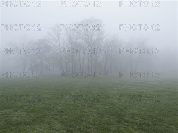 Fog over meadow