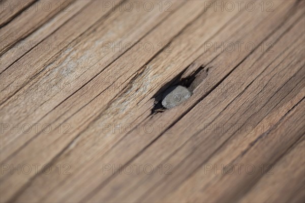 Nail in wooden board