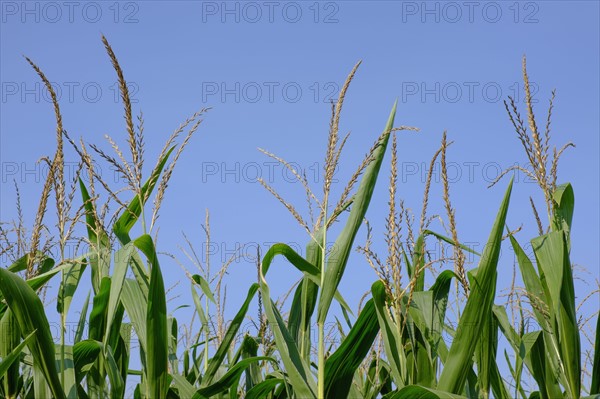 Corn field against blue sky