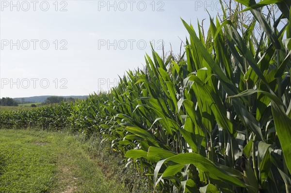 Green corn field