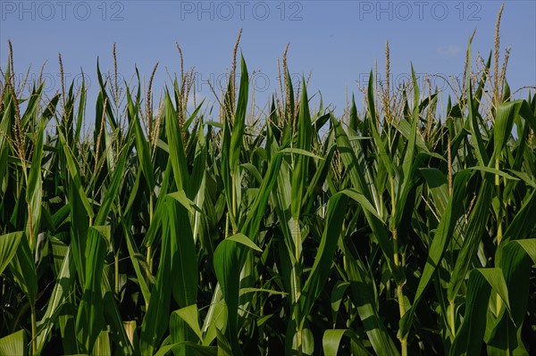 Corn field against blue sky