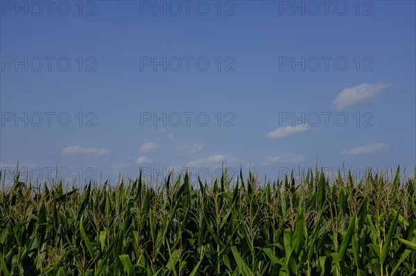 Corn field against blue sky