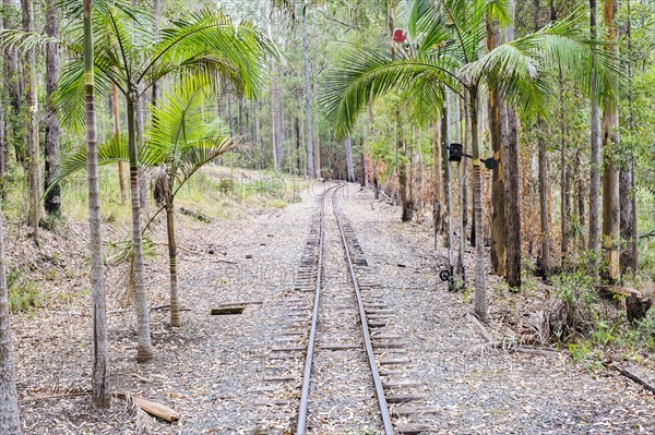 Railroad track in palm forest