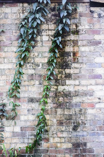 Creeper plant and brick wall