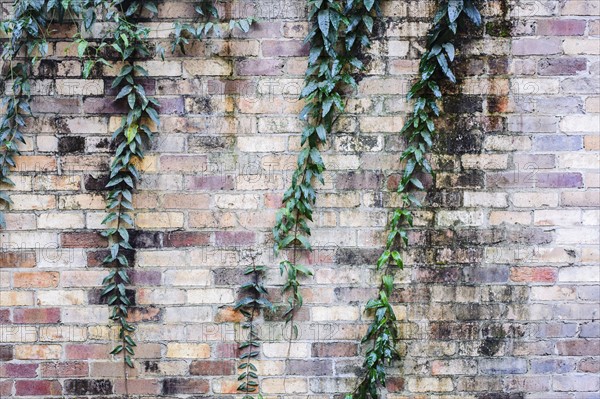 Creeper plant and brick wall