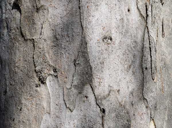 Bark of eucalyptus (Eucalyptus)