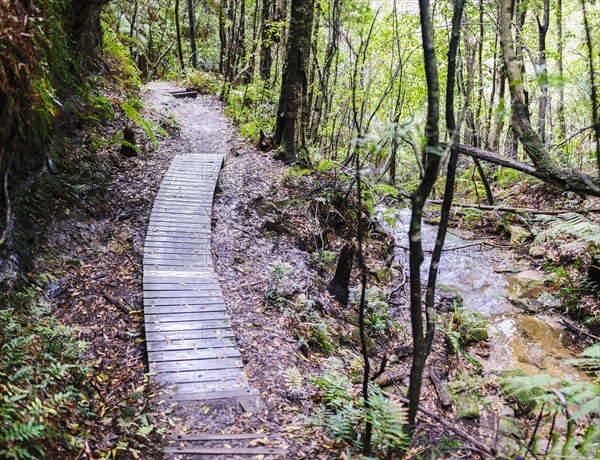 Wooden path across forest