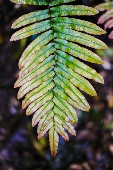 Green leaf of fern