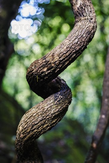 Curved tree trunk