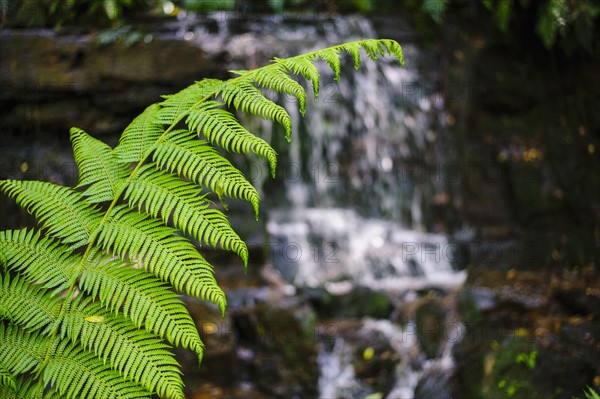 Green leaves of fern