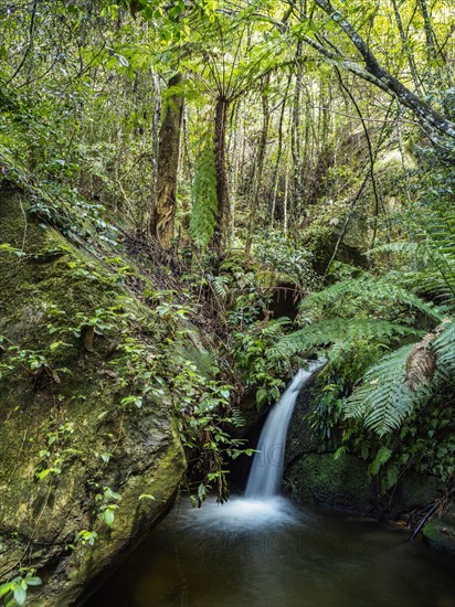 Waterfall in forest