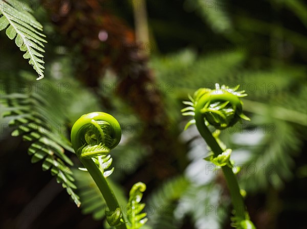 Green fern frond