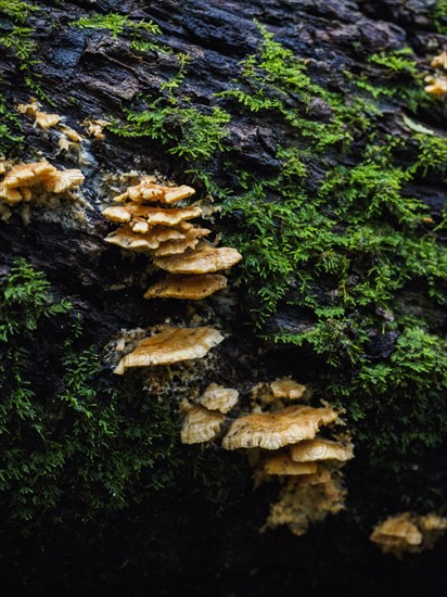 Rocks overgrown by funguses and moss