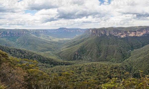 Canyon overgrown by forest