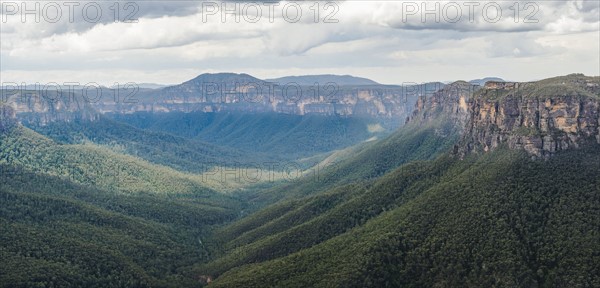 Canyon overgrown by forest