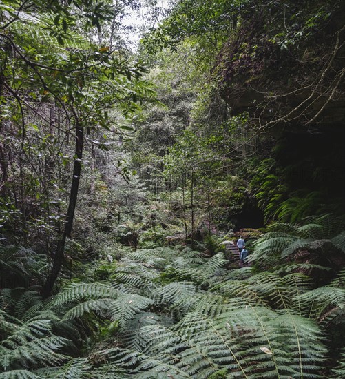 Hikers walking through forest