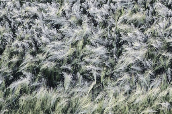 Ukraine, Dnepropetrovsk region, Dnepropetrovsk city, Ears of wheat