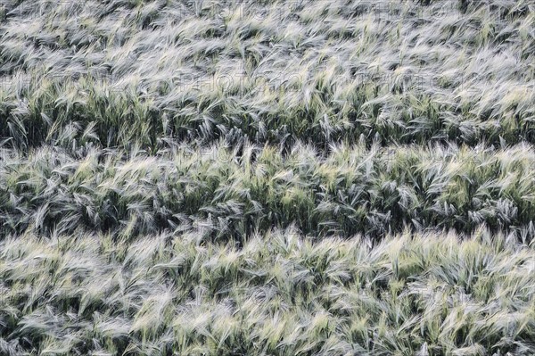 Ukraine, Dnepropetrovsk region, Dnepropetrovsk city, Ears of wheat