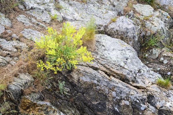 Ukraine, Dnepropetrovsk Region, Dnepropetrovsk District, Voloske, Rocks overgrown by clumps of plants