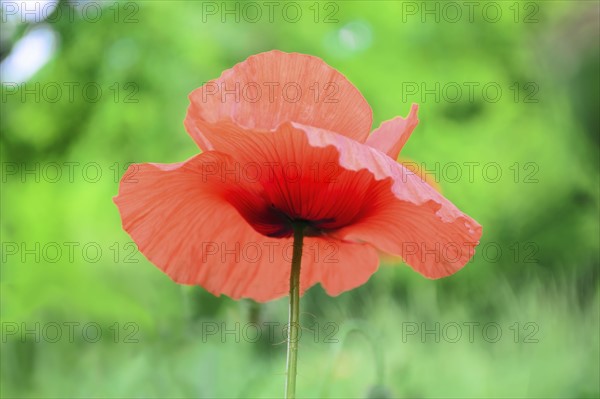 Head of poppy