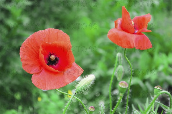 Heads of poppies