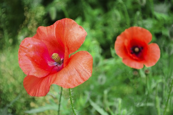 Poppies in meadow