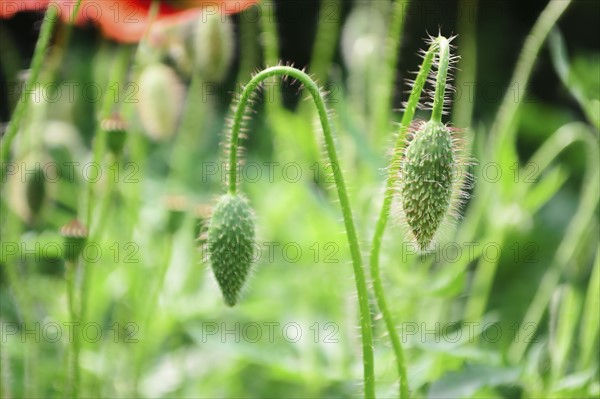 Buds of poppies in meadow