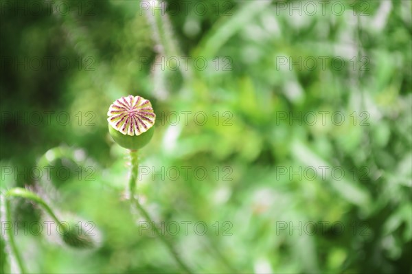 Buds of poppy in meadow