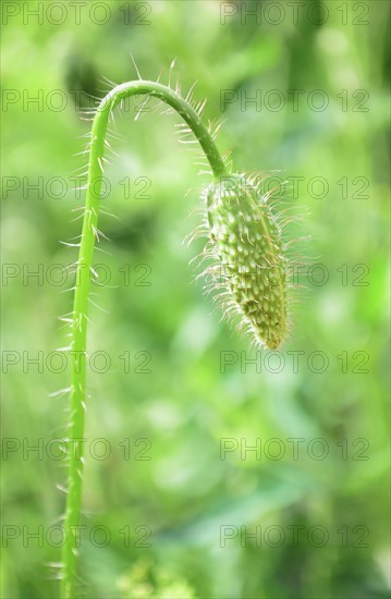 Bud of poppy in meadow