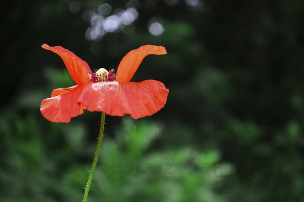 Head of poppy