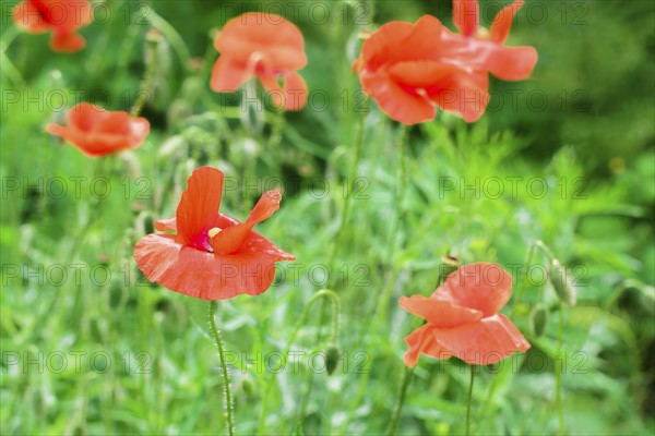 Poppies in meadow