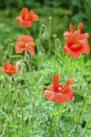 Poppies in meadow