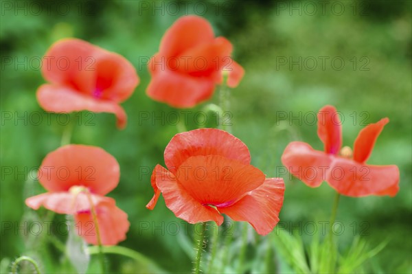 Poppies in meadow