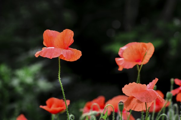 Heads of poppies