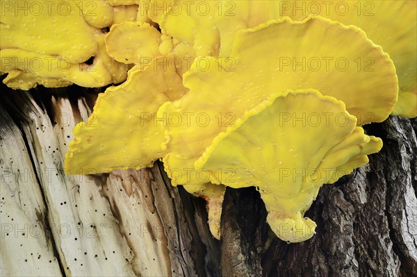 Tree trunk overgrown by yellow fungus