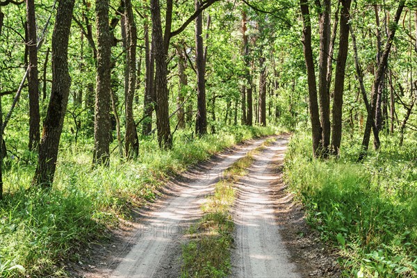 Dirt road across forest