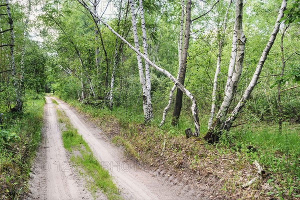 Dirt road across forest