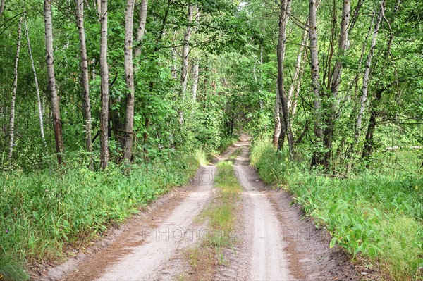 Dirt road across forest