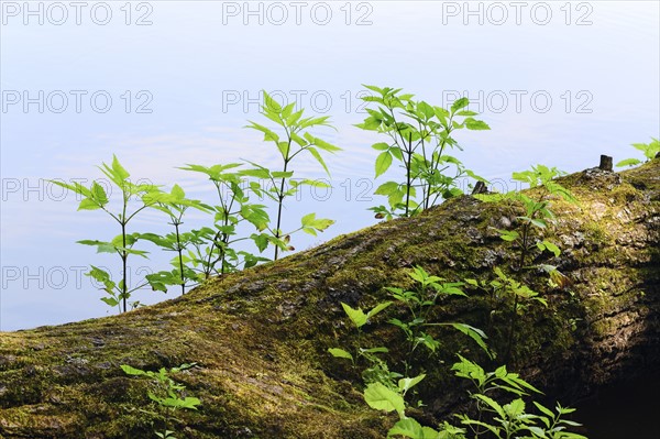 Young plants growing on tree trunk