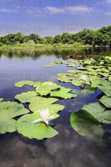Ukraine, Dnepropetrovsk region, Novomoskovsk district, Water lilies on waterbay