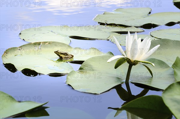 Frog sitting on wet leaf of water lily