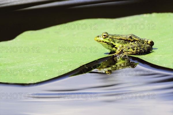 Frog sitting on wet leaf of water lily