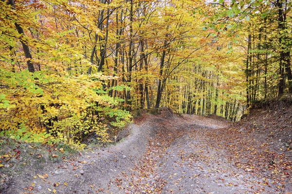 Path across autumn forest