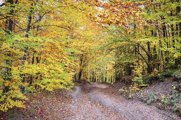 Path across autumn forest